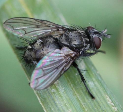 Réf. 251 695 : Lypha dubia